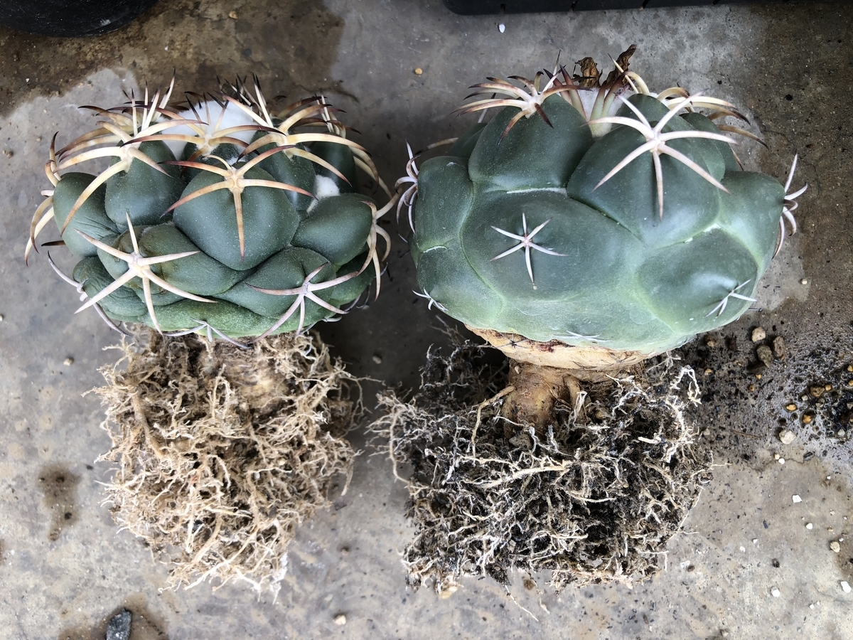 f:id:cactuspower:20200429134636j:plain f:id:cactuspower:20200429134636j:plain