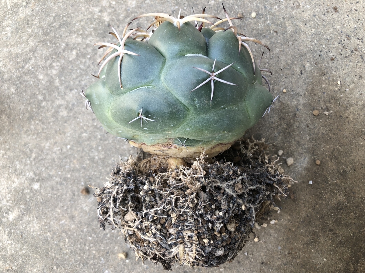 f:id:cactuspower:20200429134857j:plain f:id:cactuspower:20200429134857j:plain