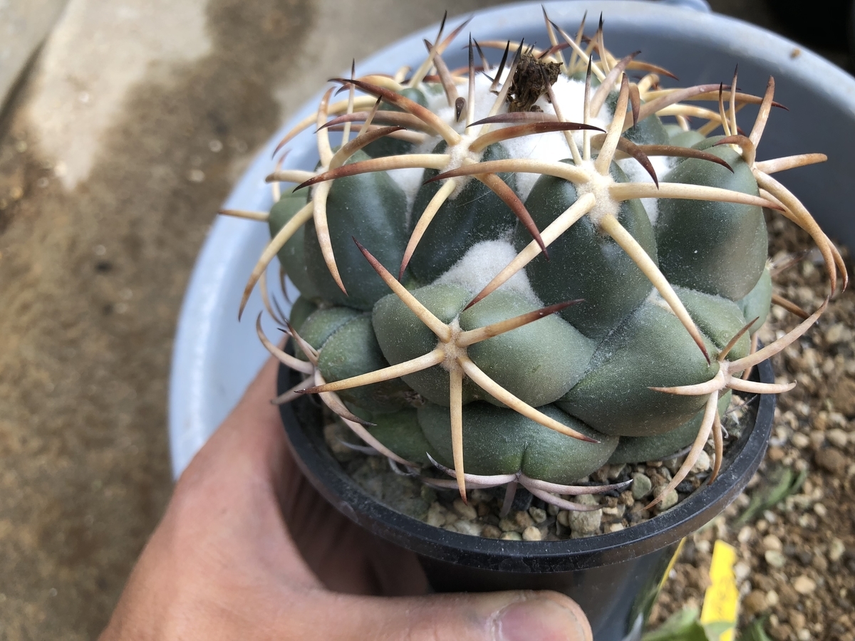 f:id:cactuspower:20200429135001j:plain f:id:cactuspower:20200429135001j:plain