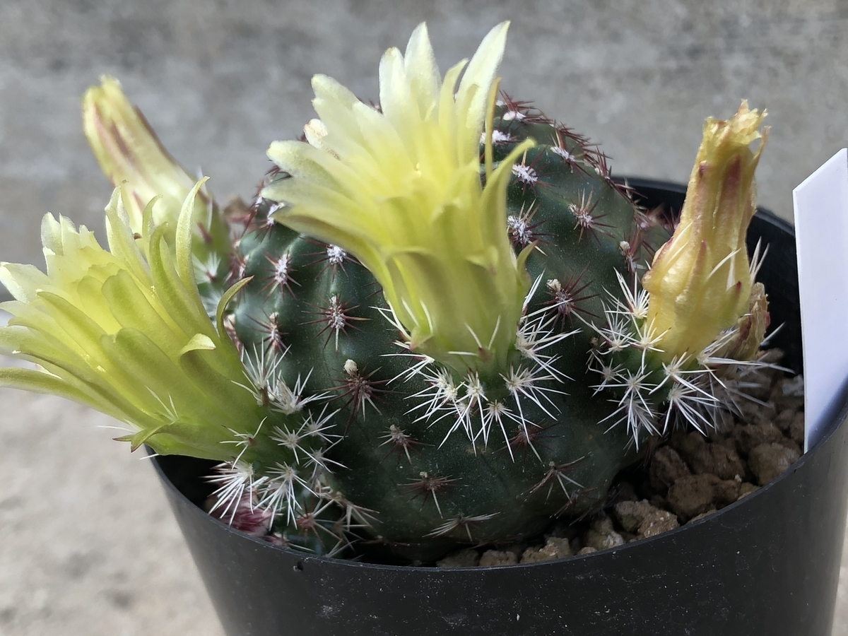 f:id:cactuspower:20200429135112j:plain f:id:cactuspower:20200429135112j:plain