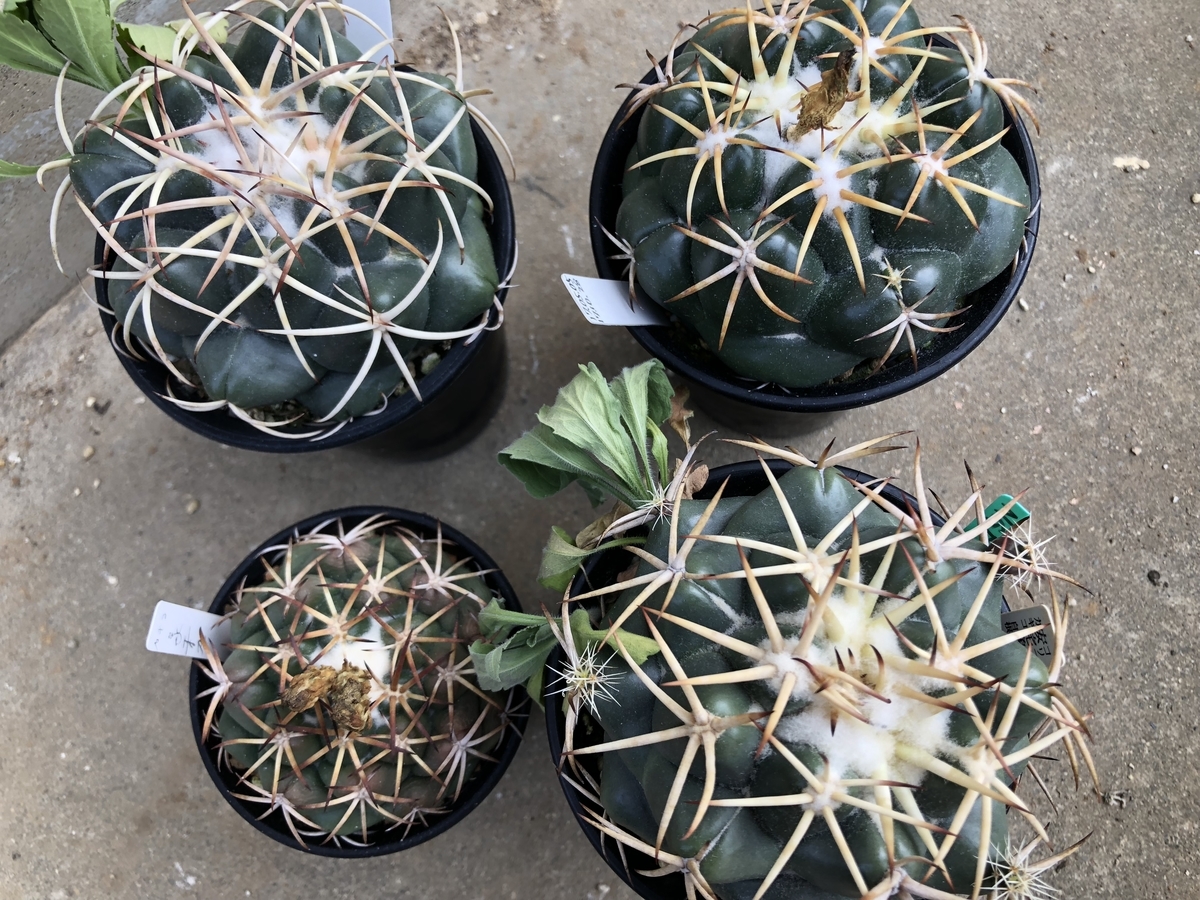 f:id:cactuspower:20200430233039j:plain f:id:cactuspower:20200430233039j:plain