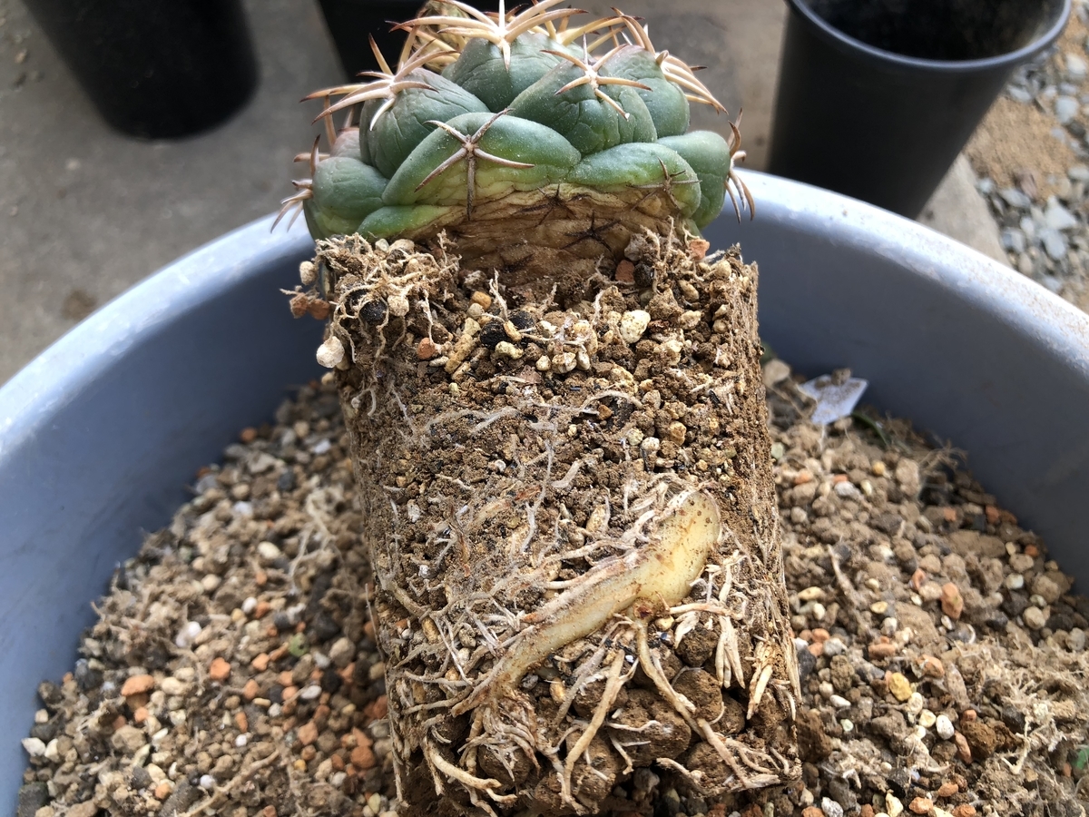 f:id:cactuspower:20200430233451j:plain f:id:cactuspower:20200430233451j:plain