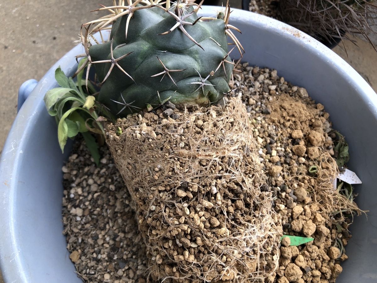 f:id:cactuspower:20200430233721j:plain f:id:cactuspower:20200430233721j:plain