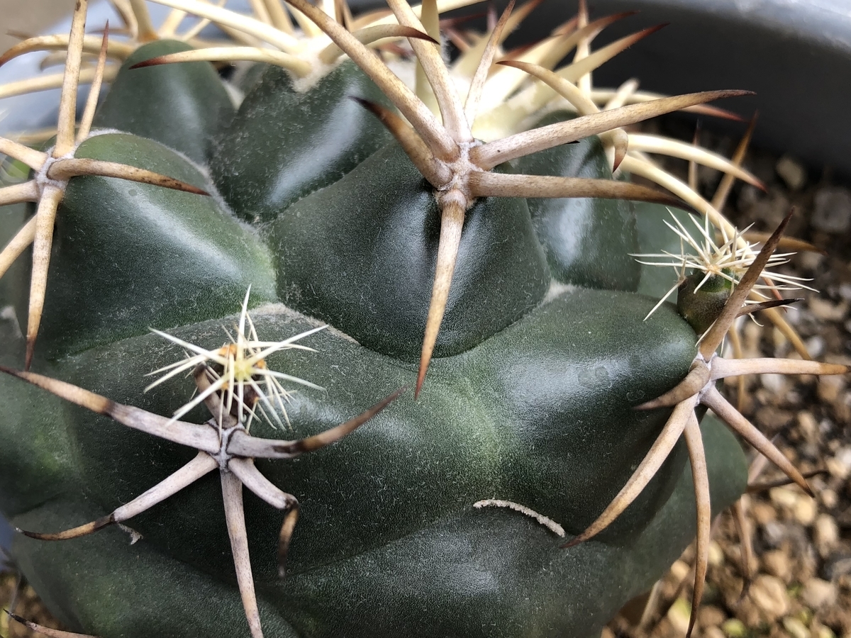 f:id:cactuspower:20200430233815j:plain f:id:cactuspower:20200430233815j:plain