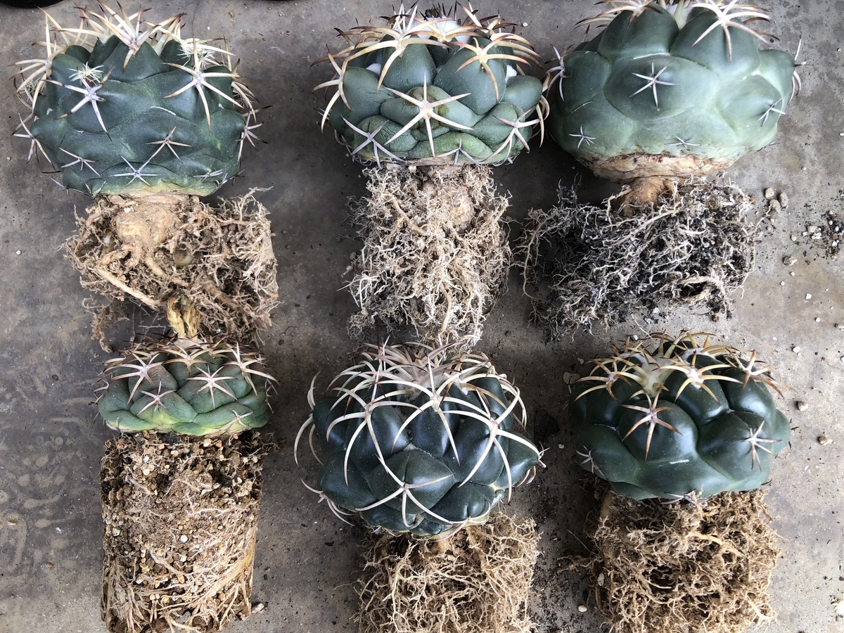 f:id:cactuspower:20200430234243j:plain f:id:cactuspower:20200430234243j:plain