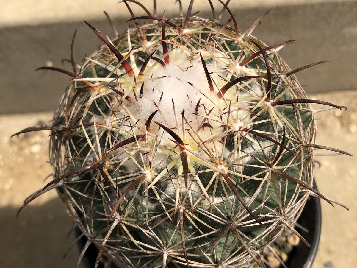 より元気なコリファンタたち - cactuspower サボテン日記