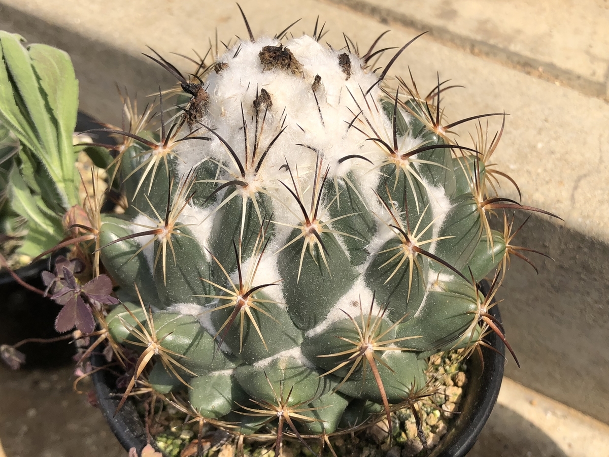f:id:cactuspower:20200501154750j:plain