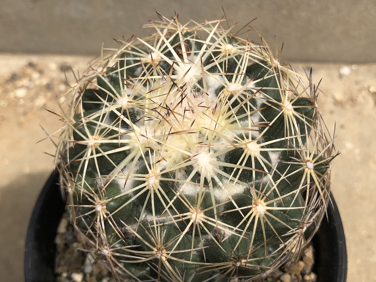 f:id:cactuspower:20200501155127j:plain