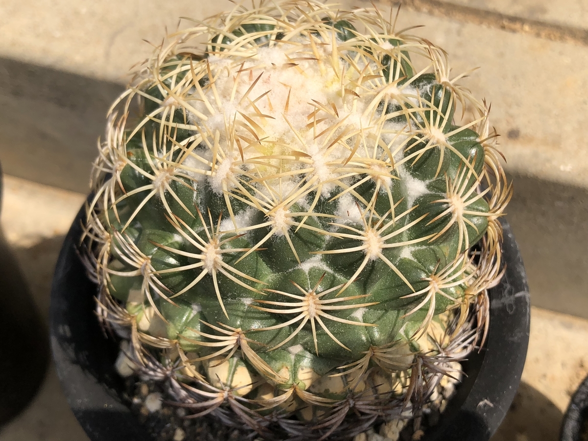 f:id:cactuspower:20200501155325j:plain