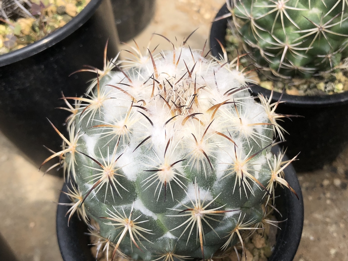 f:id:cactuspower:20200501155509j:plain