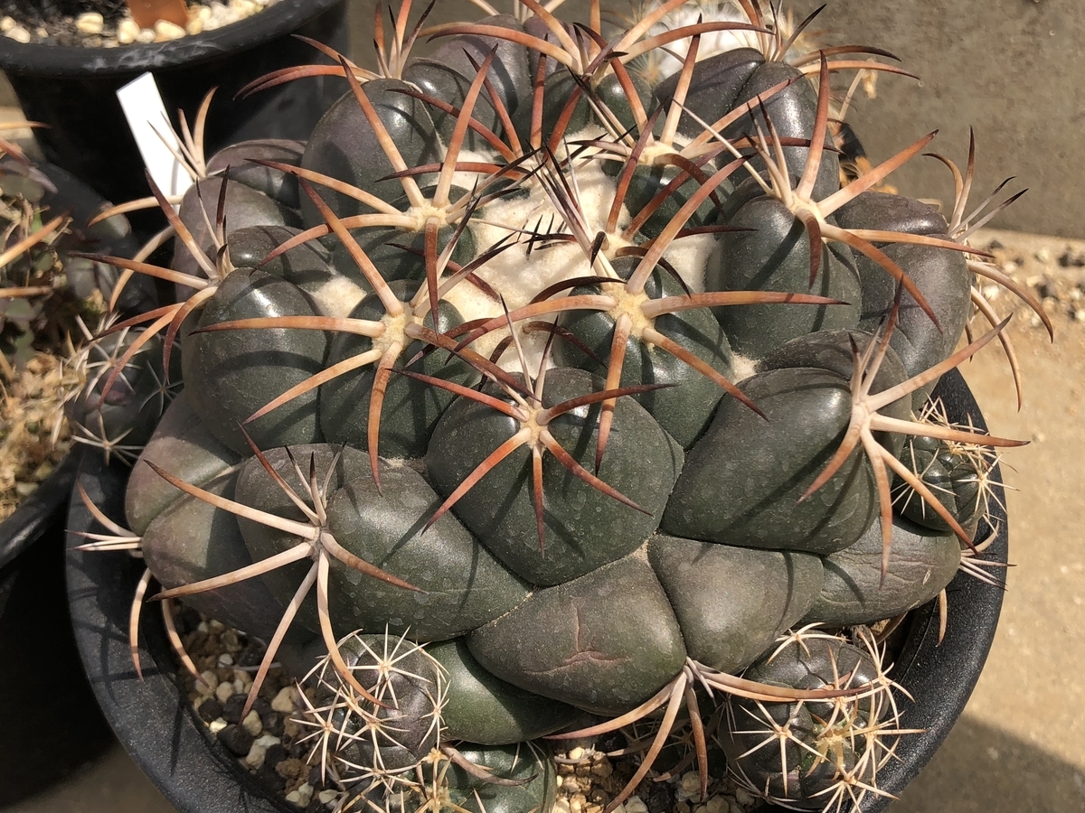 f:id:cactuspower:20200501155841j:plain