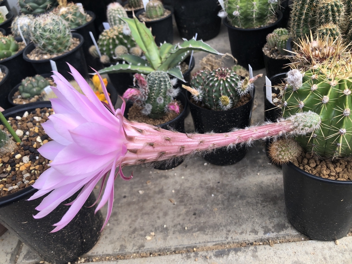 f:id:cactuspower:20200504233529j:plain