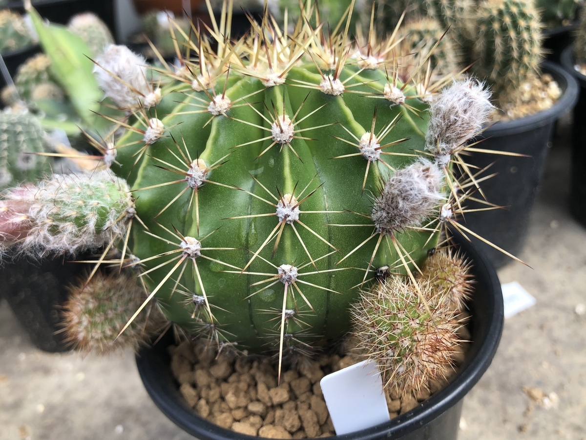 f:id:cactuspower:20200504233813j:plain