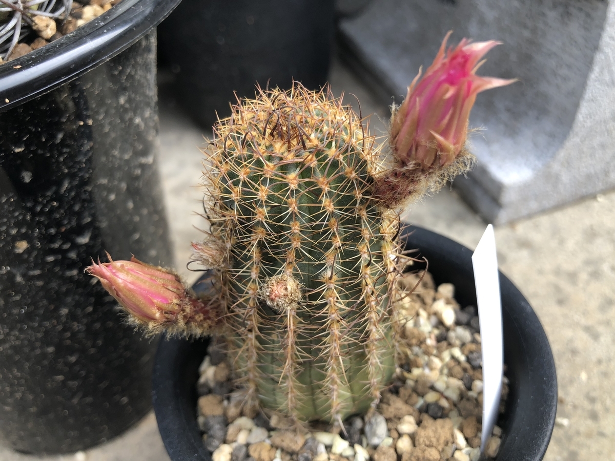 f:id:cactuspower:20200504234122j:plain