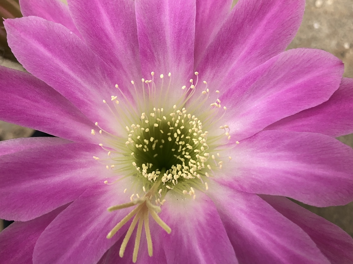 f:id:cactuspower:20200506125030j:plain