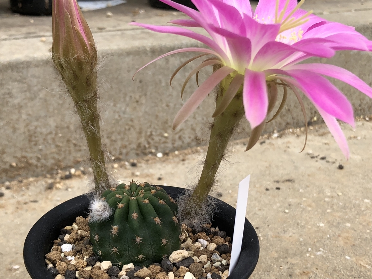 f:id:cactuspower:20200506125145j:plain