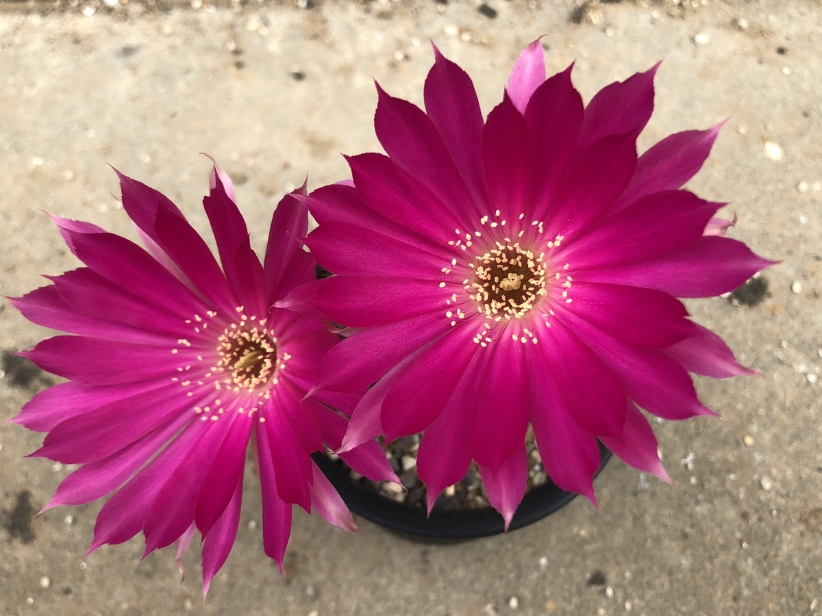 f:id:cactuspower:20200506125337j:plain