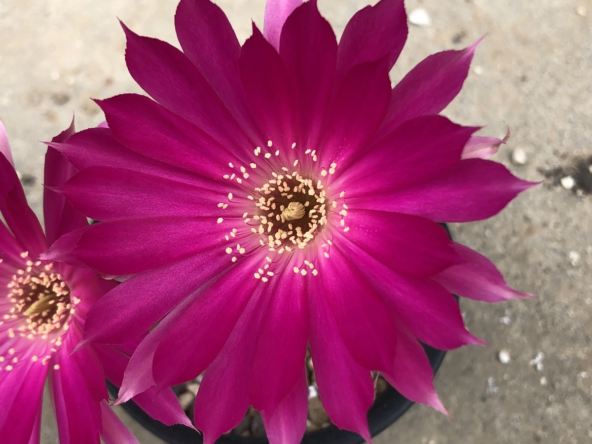 f:id:cactuspower:20200506125417j:plain