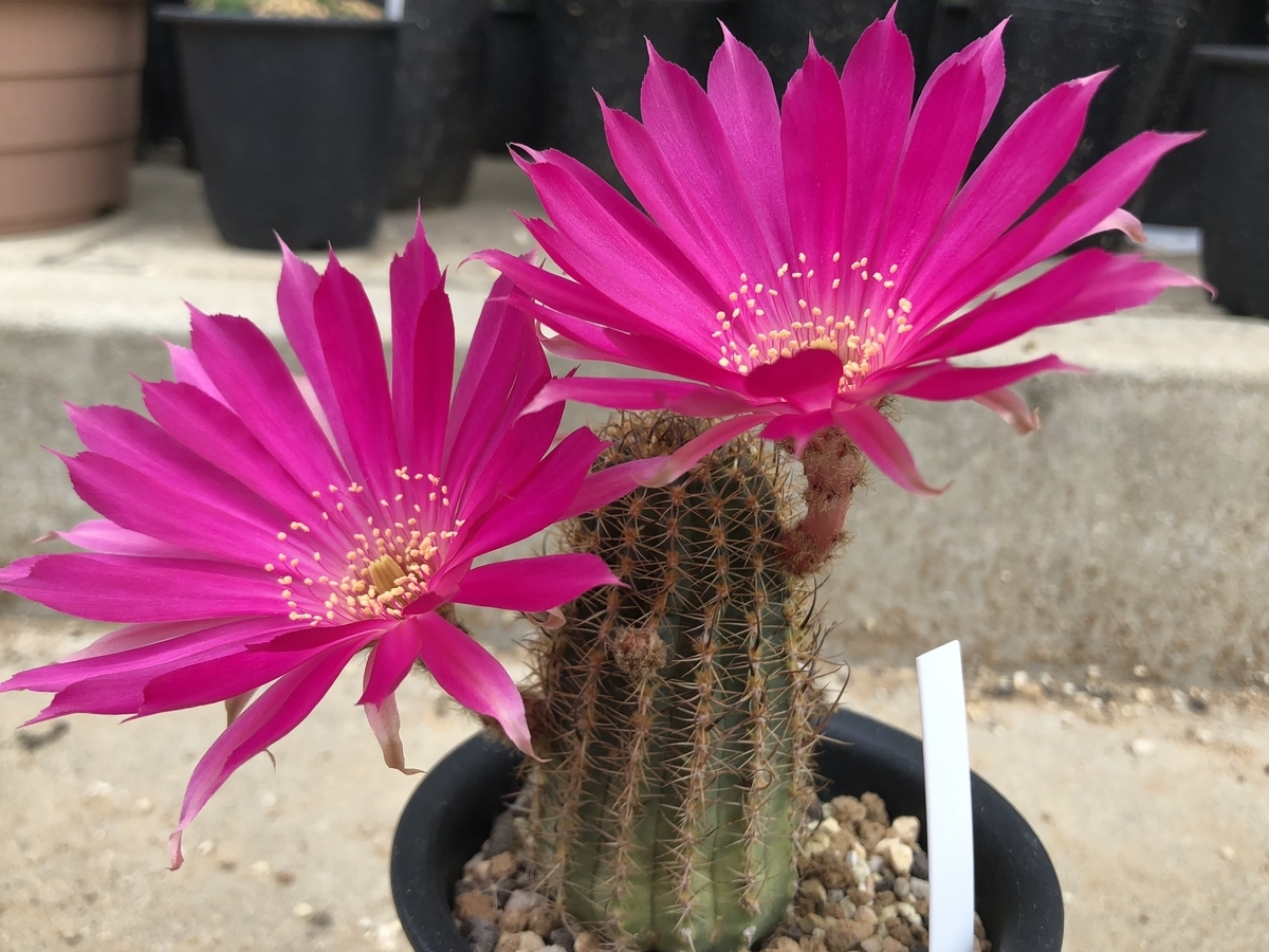 f:id:cactuspower:20200506125514j:plain