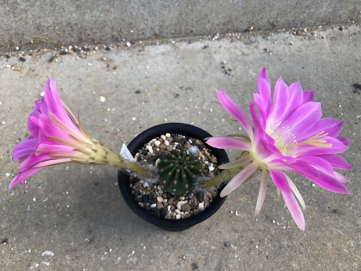 f:id:cactuspower:20200507164042j:plain