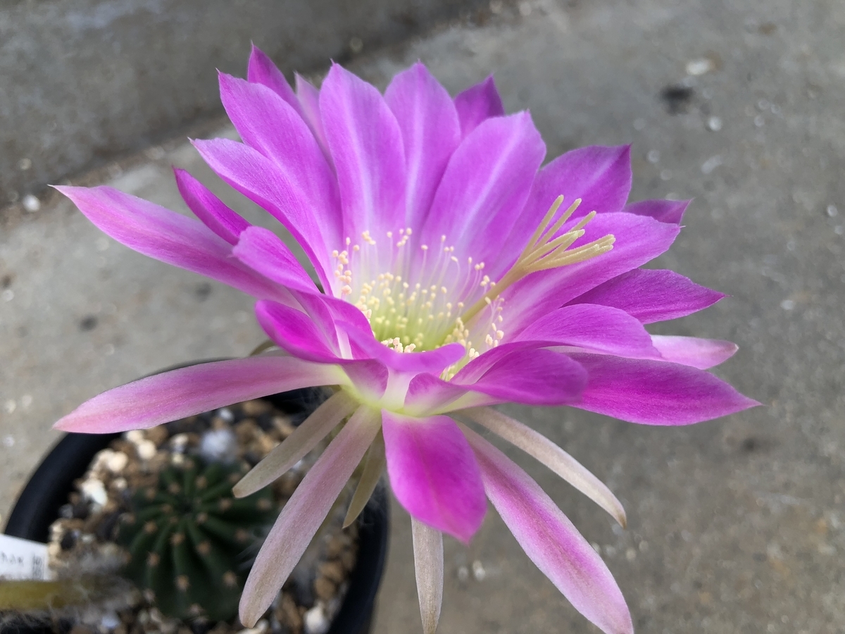 f:id:cactuspower:20200507164124j:plain