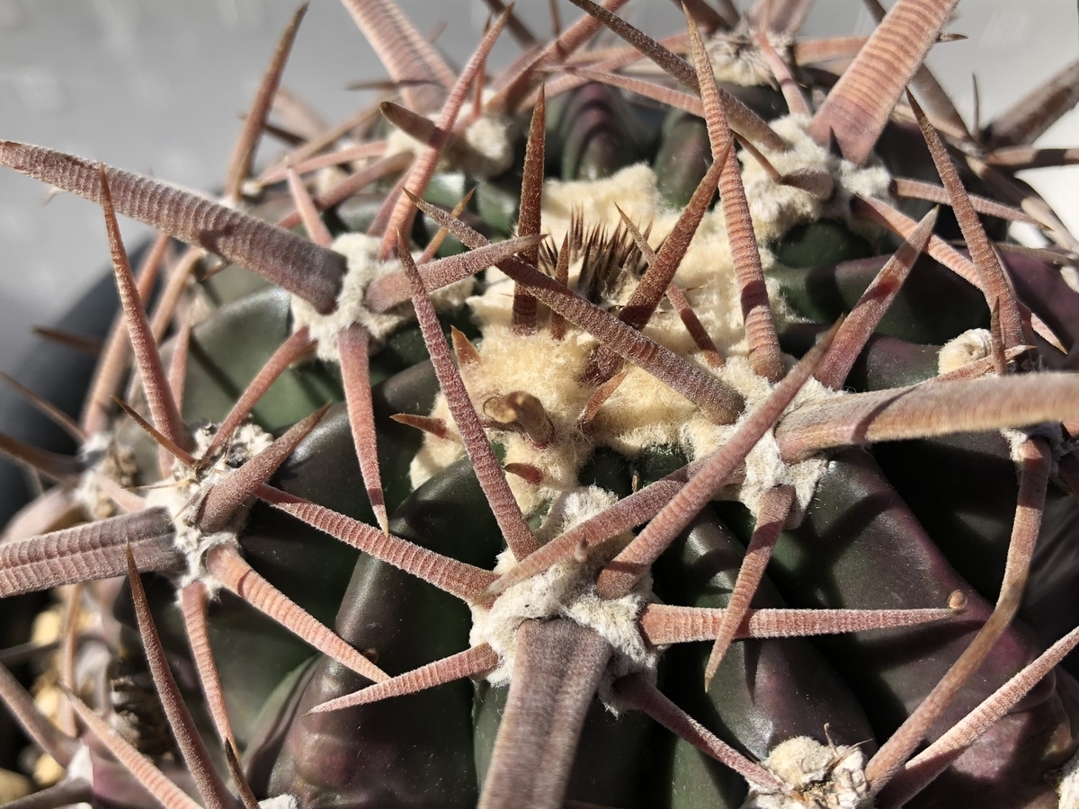 f:id:cactuspower:20200507164209j:plain