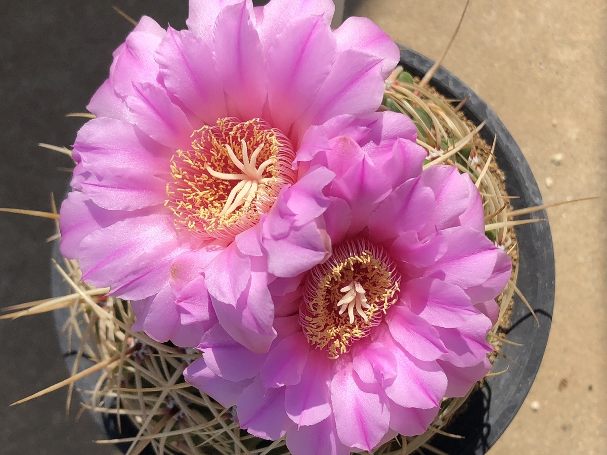 f:id:cactuspower:20200511205657j:plain