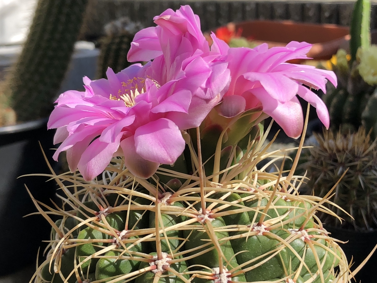 f:id:cactuspower:20200511205858j:plain