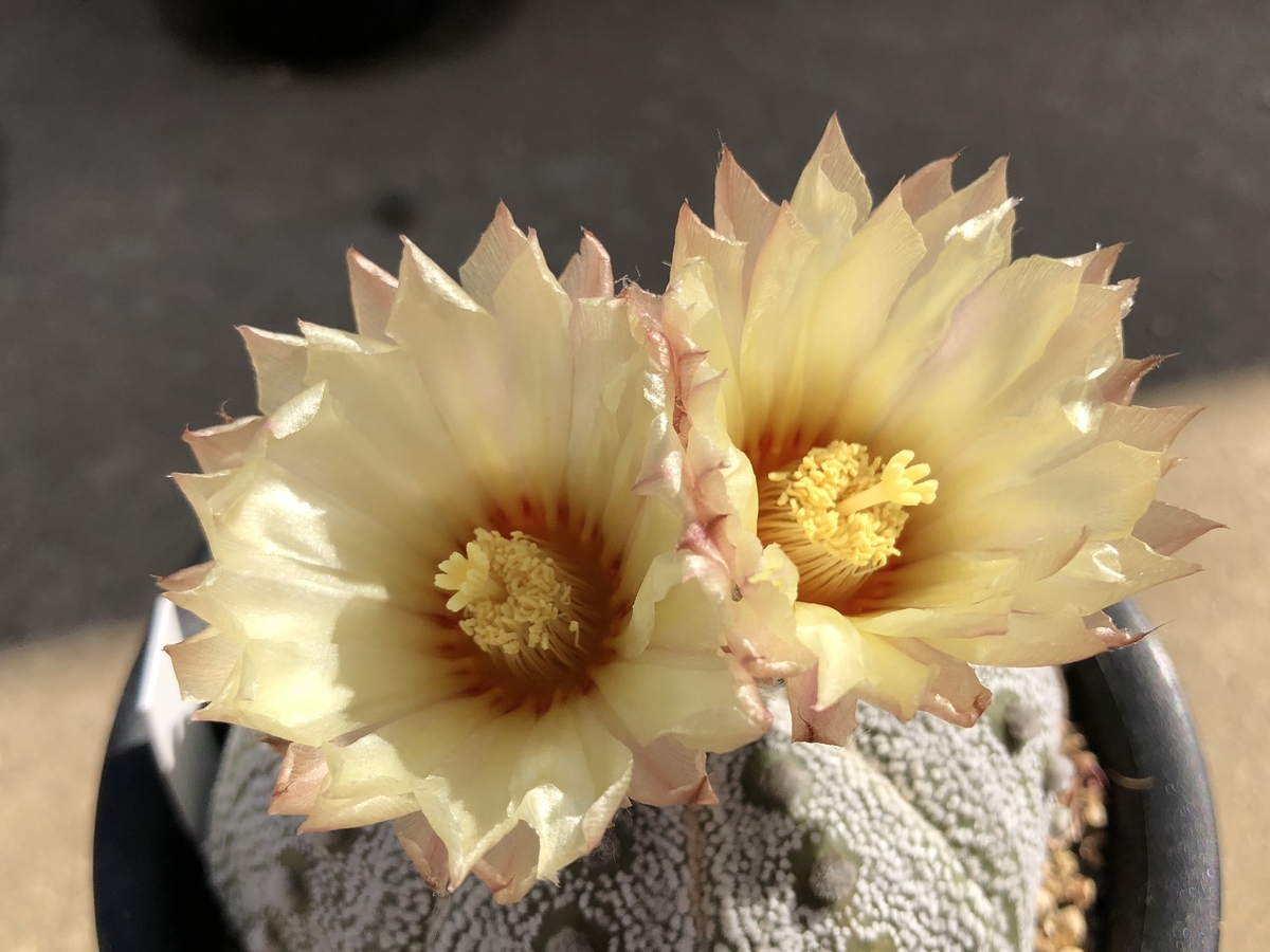 f:id:cactuspower:20200511210108j:plain