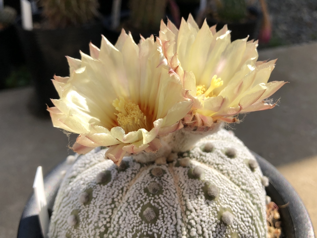 f:id:cactuspower:20200512082439j:plain