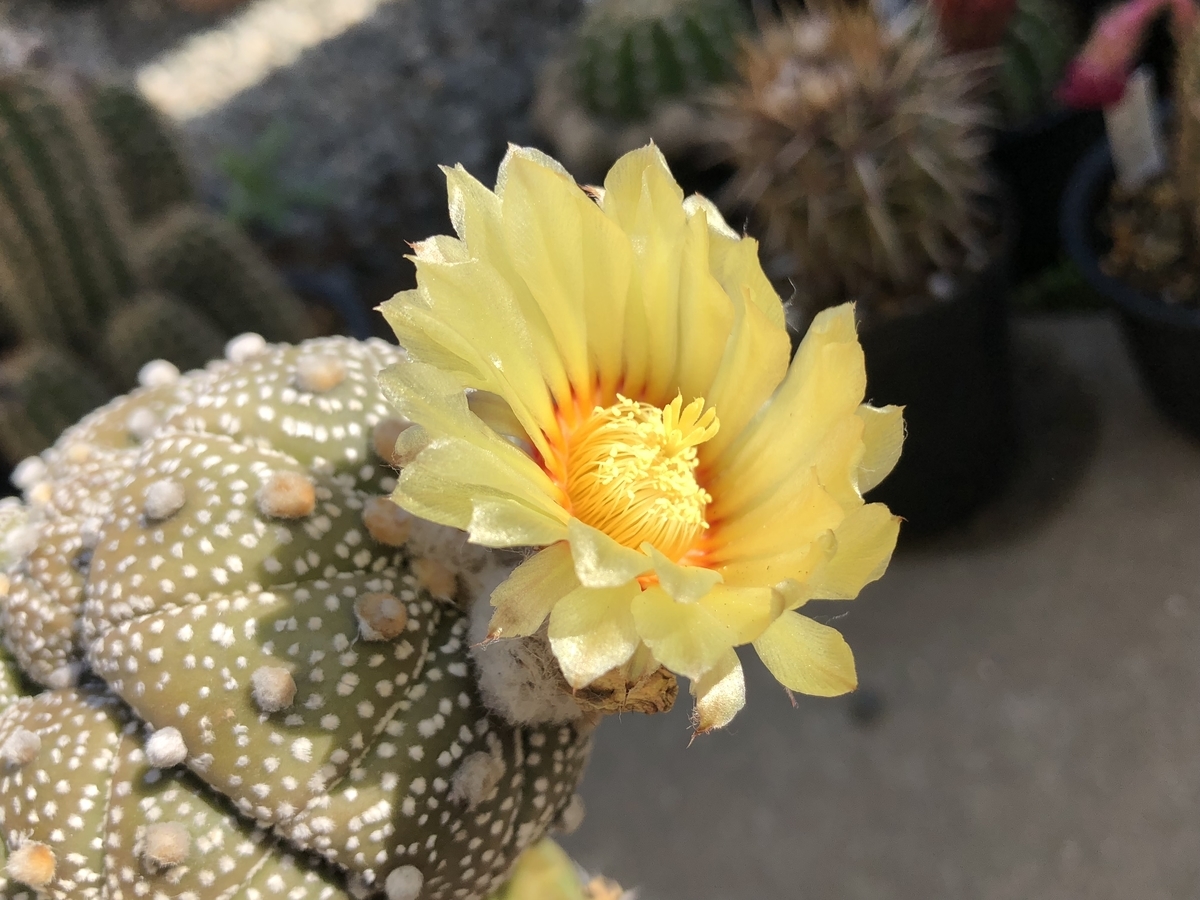 f:id:cactuspower:20200512083325j:plain
