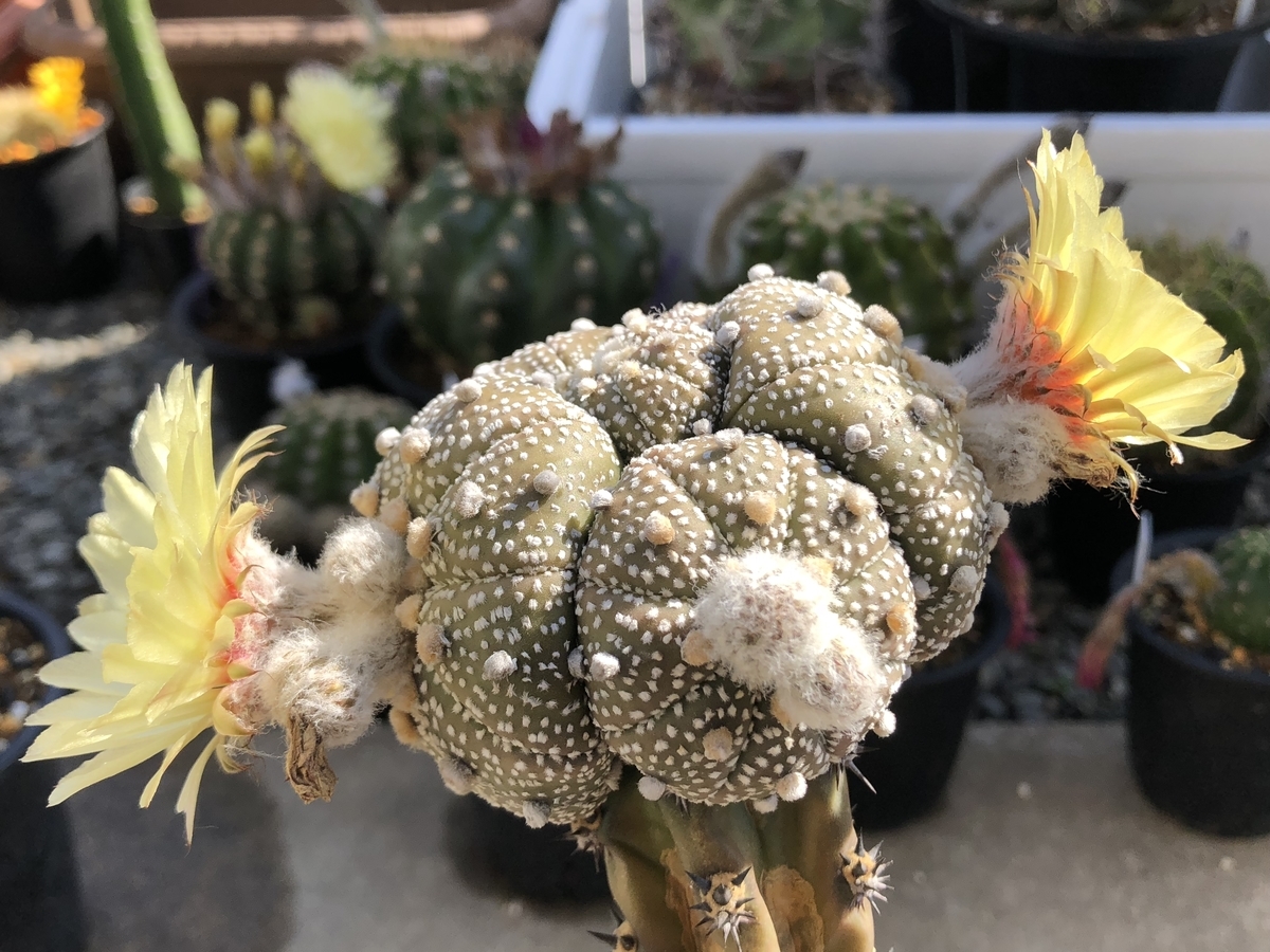 f:id:cactuspower:20200512083605j:plain