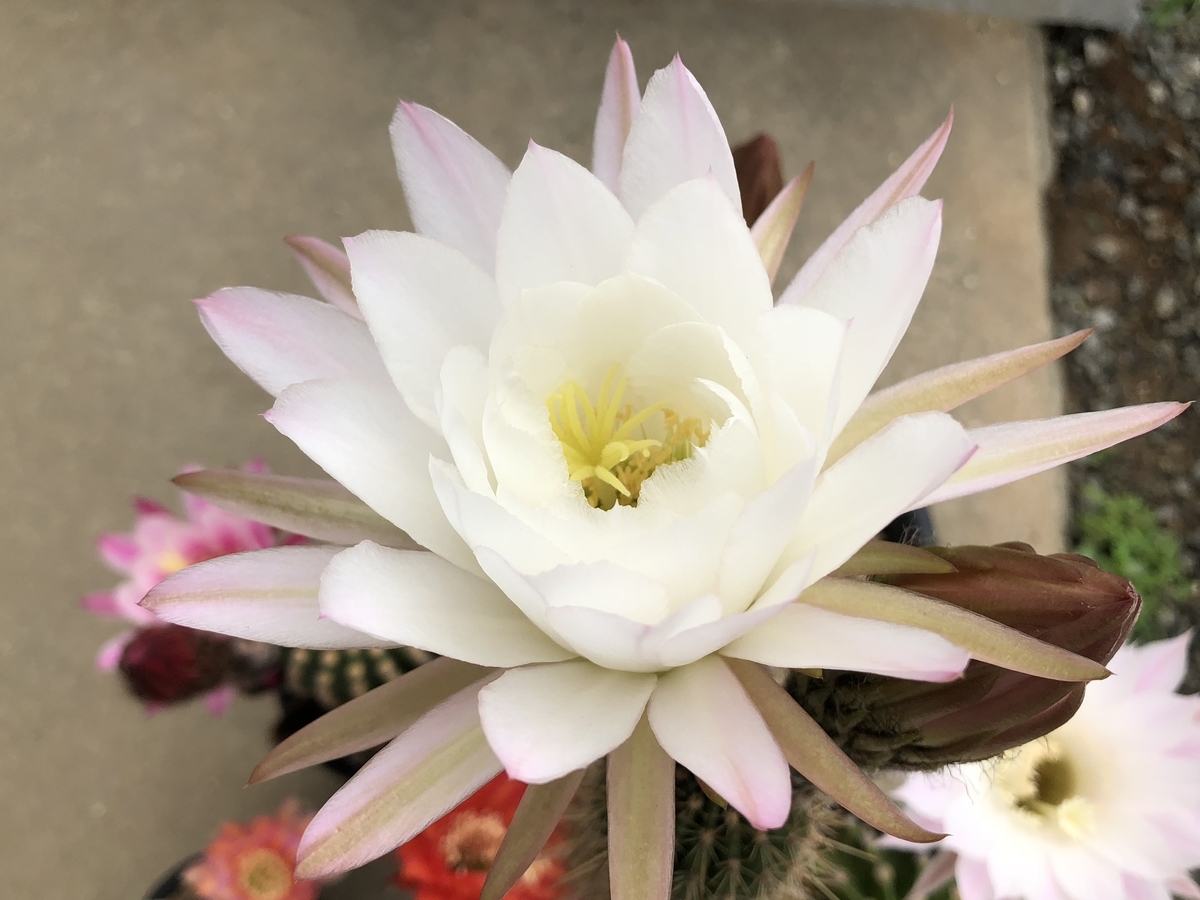 f:id:cactuspower:20200515124248j:plain