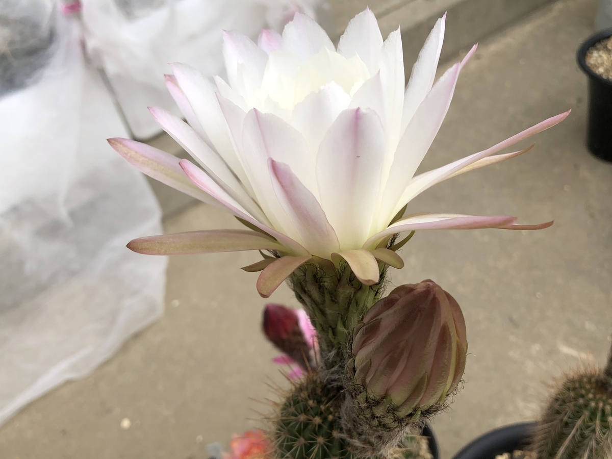 f:id:cactuspower:20200515125125j:plain