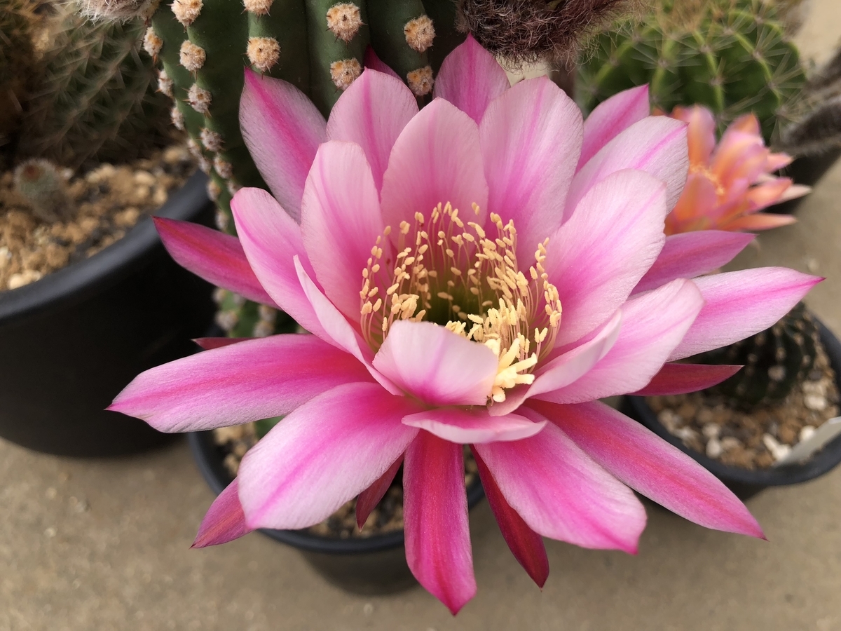 f:id:cactuspower:20200515125950j:plain
