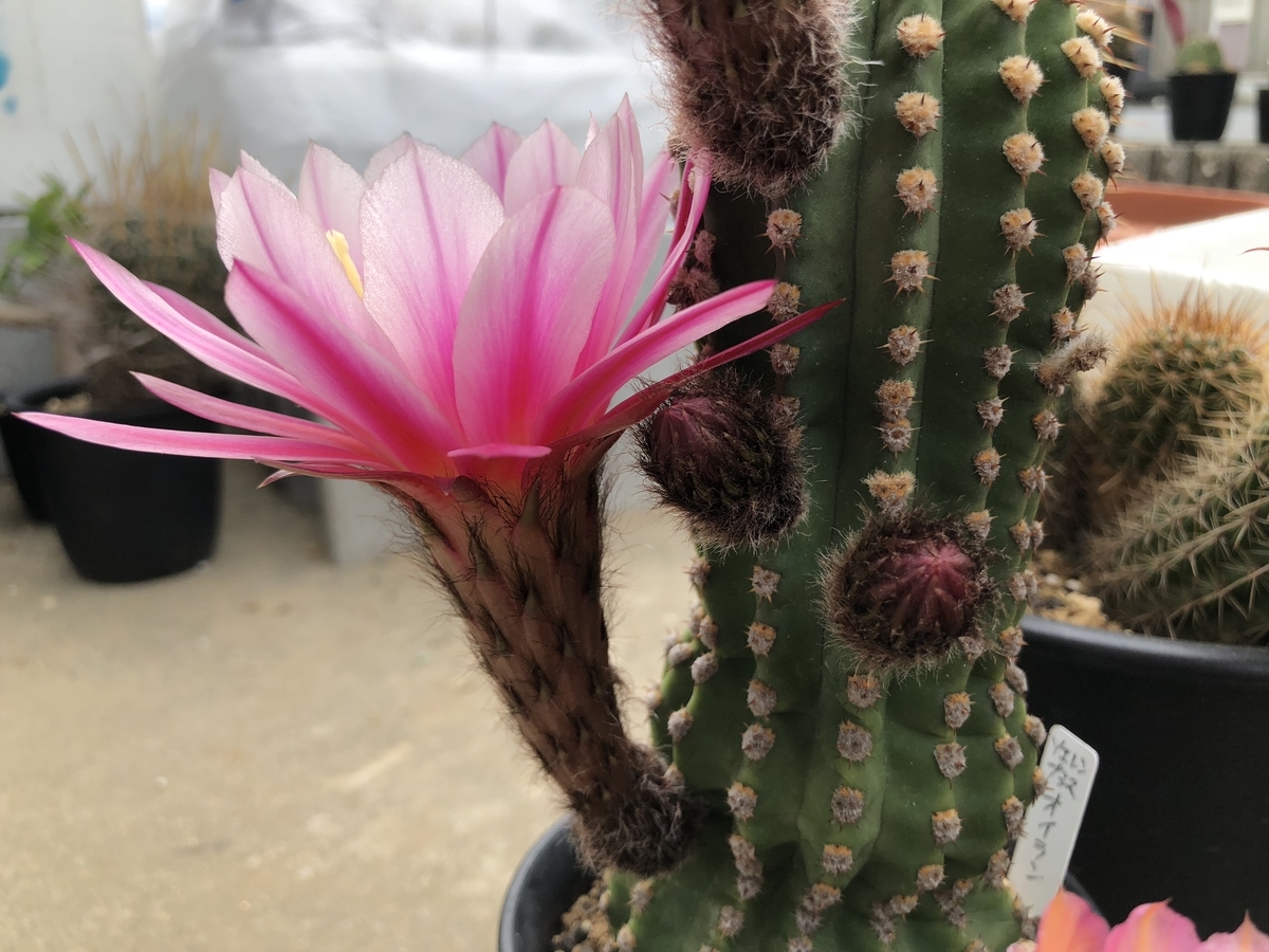 f:id:cactuspower:20200515132121j:plain