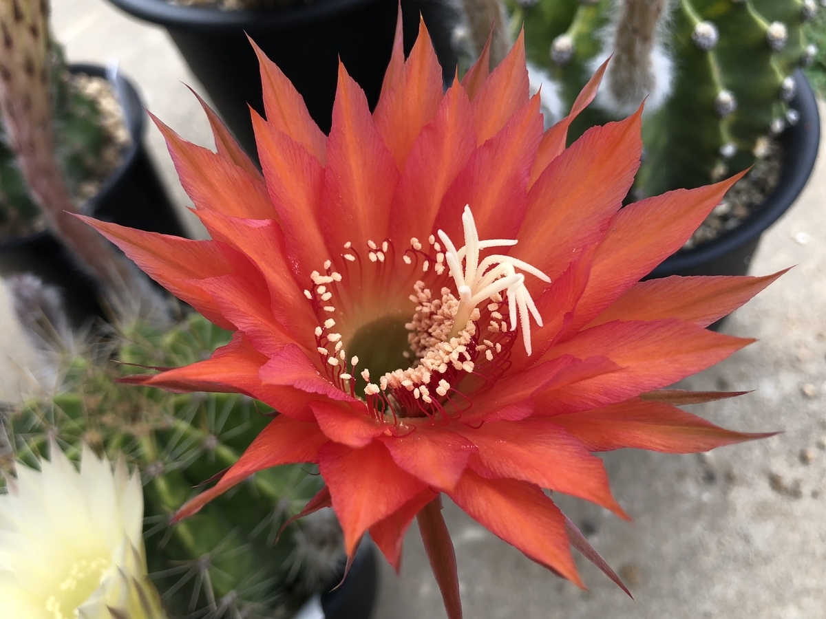 f:id:cactuspower:20200515135413j:plain