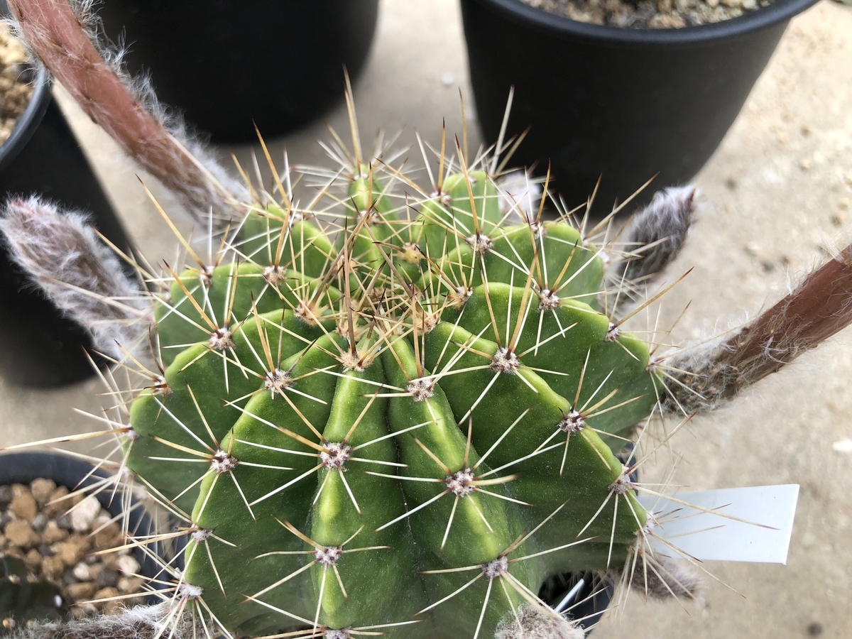 f:id:cactuspower:20200515135748j:plain