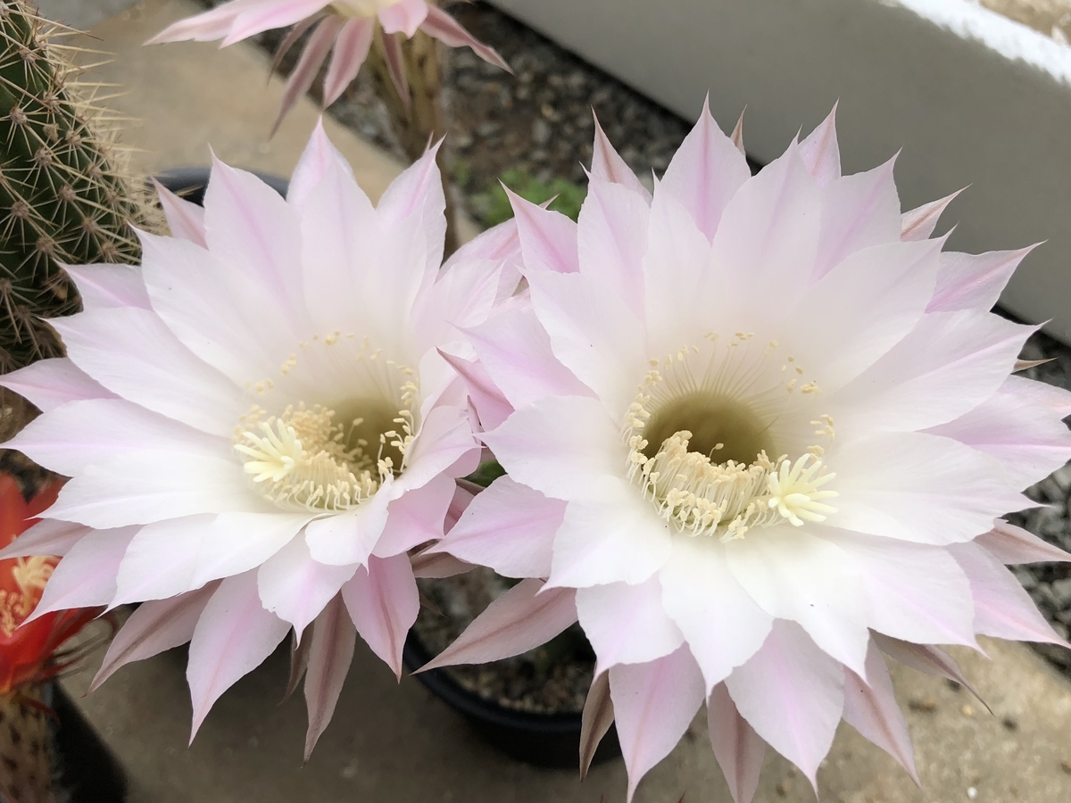 f:id:cactuspower:20200515135907j:plain