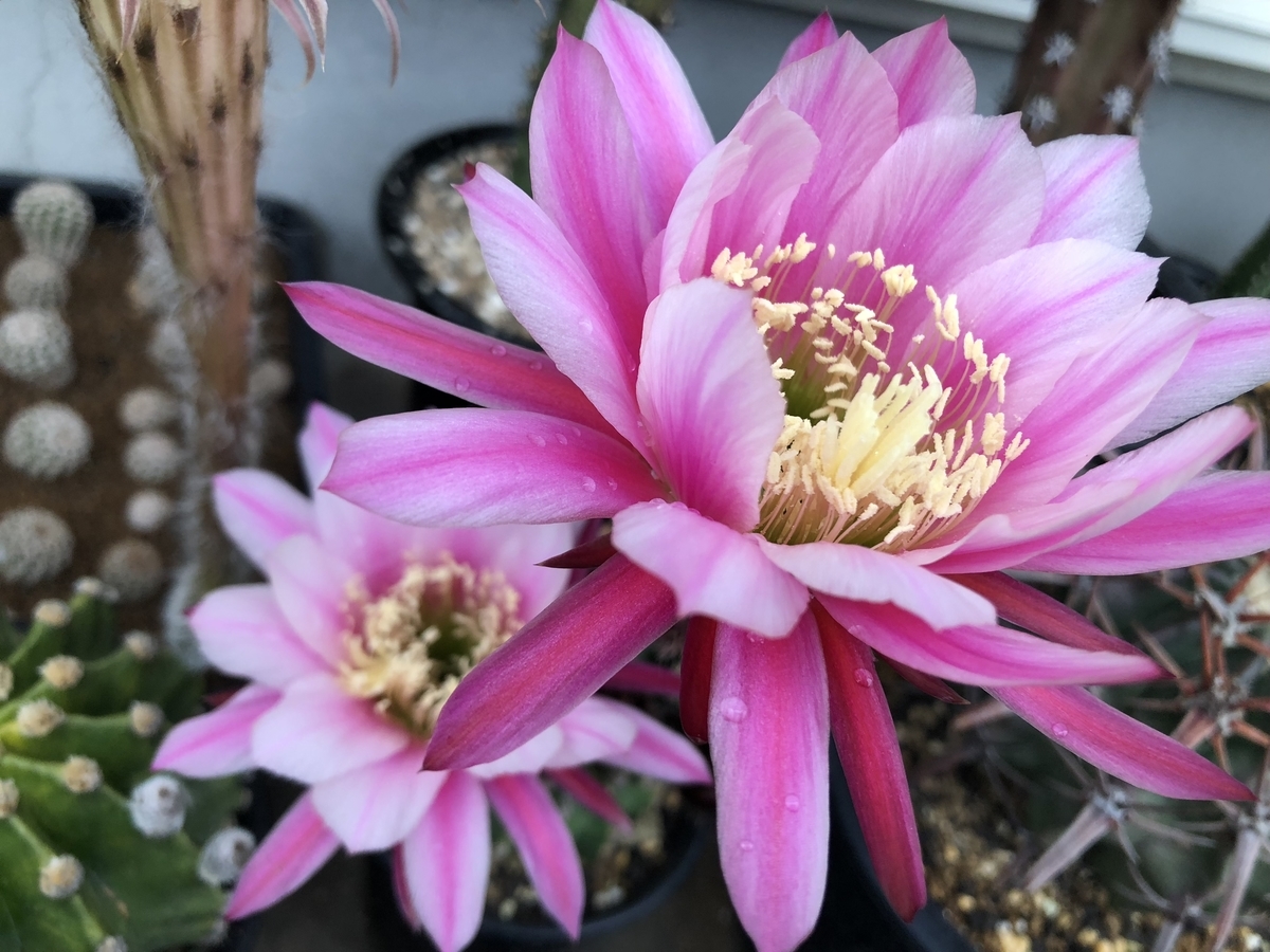 f:id:cactuspower:20200516235917j:plain