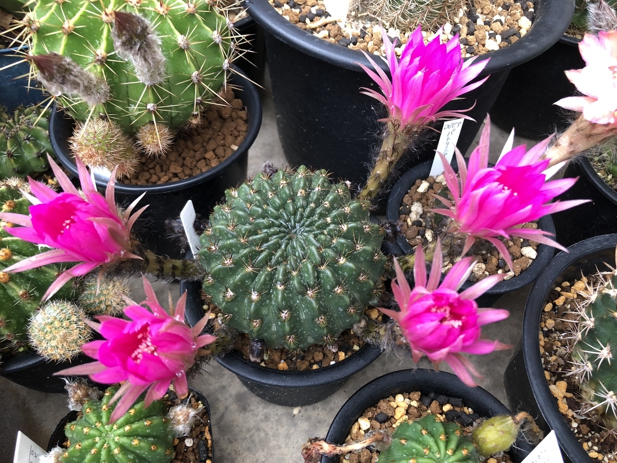 f:id:cactuspower:20200517000056j:plain