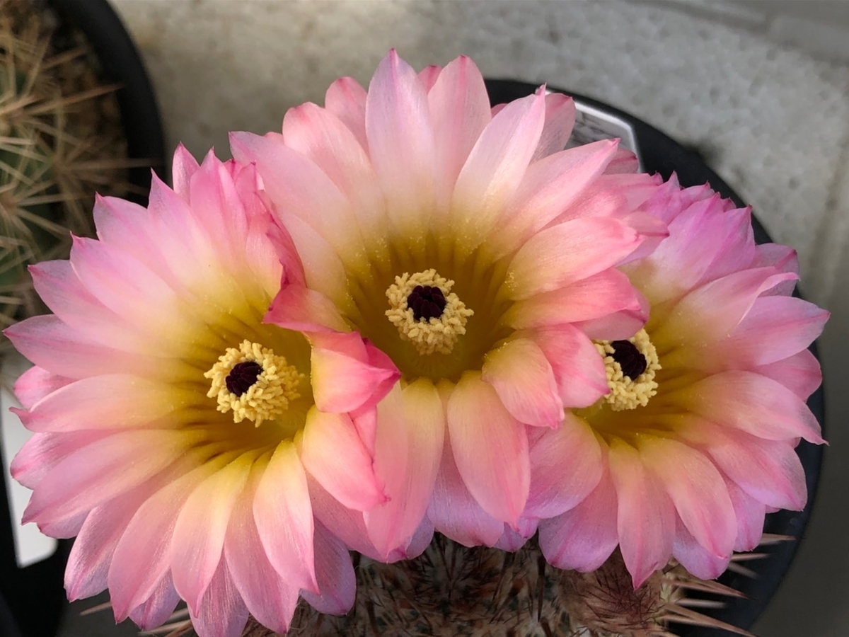 f:id:cactuspower:20200518125655j:plain f:id:cactuspower:20200518125655j:plain