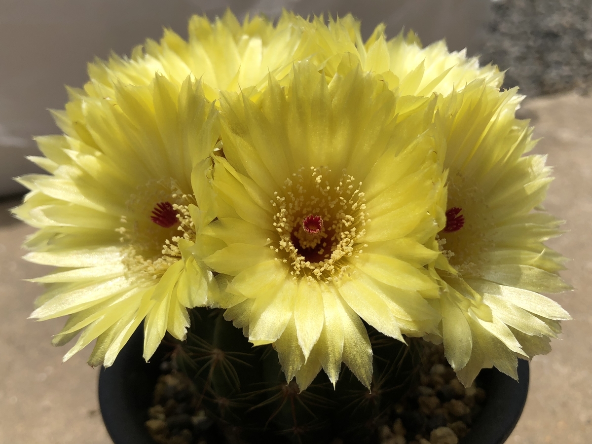f:id:cactuspower:20200519211834j:plain