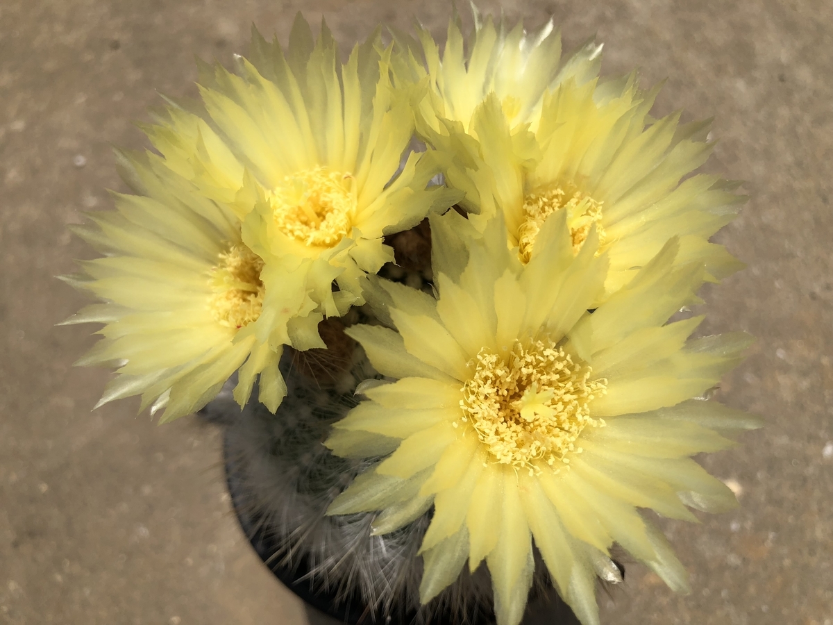 f:id:cactuspower:20200519212046j:plain