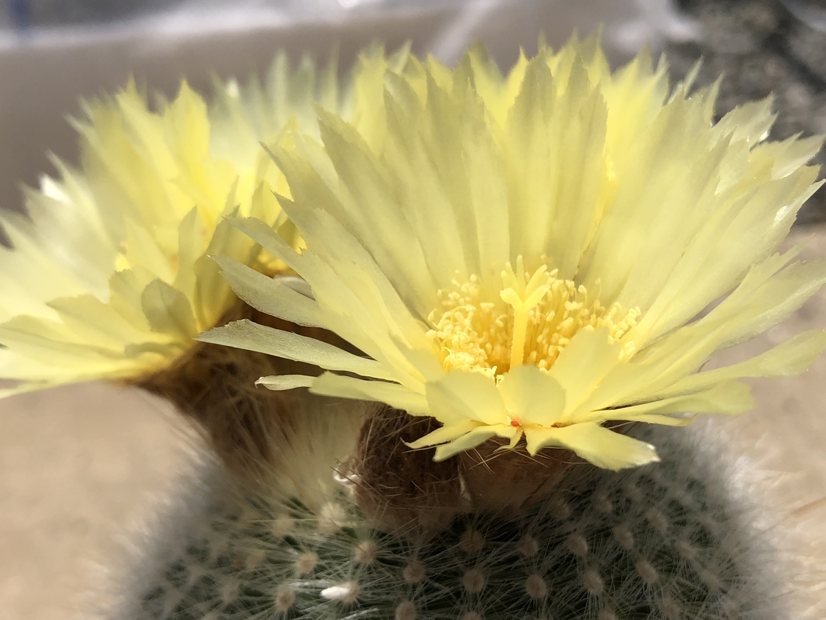f:id:cactuspower:20200519212348j:plain