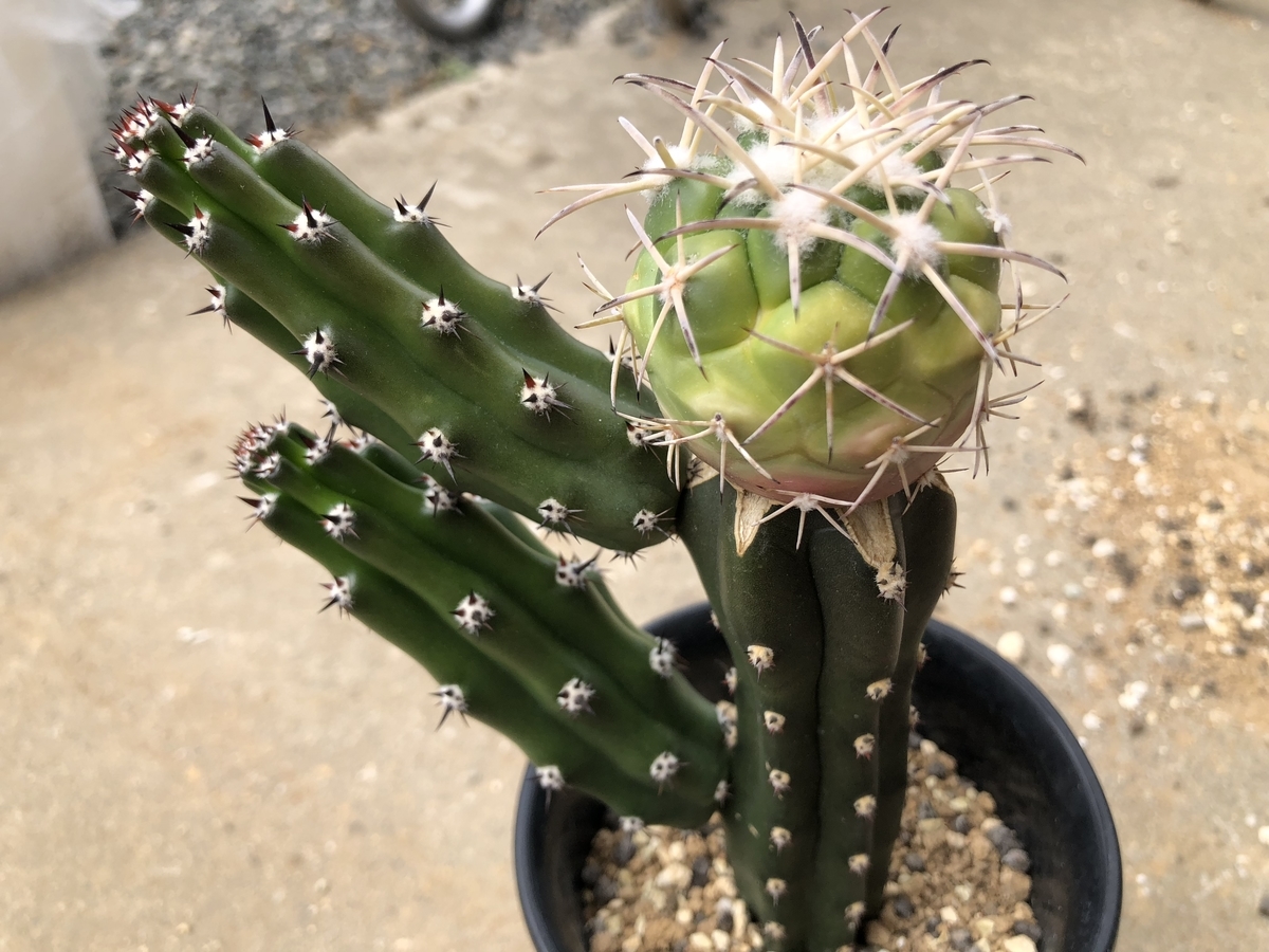 f:id:cactuspower:20200519212519j:plain