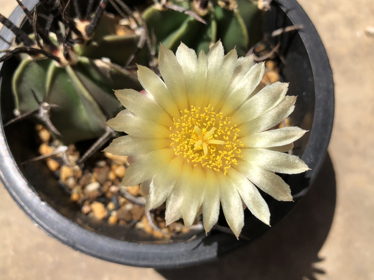f:id:cactuspower:20200521141628j:plain