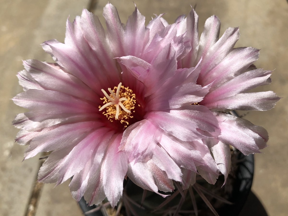 f:id:cactuspower:20200521141753j:plain