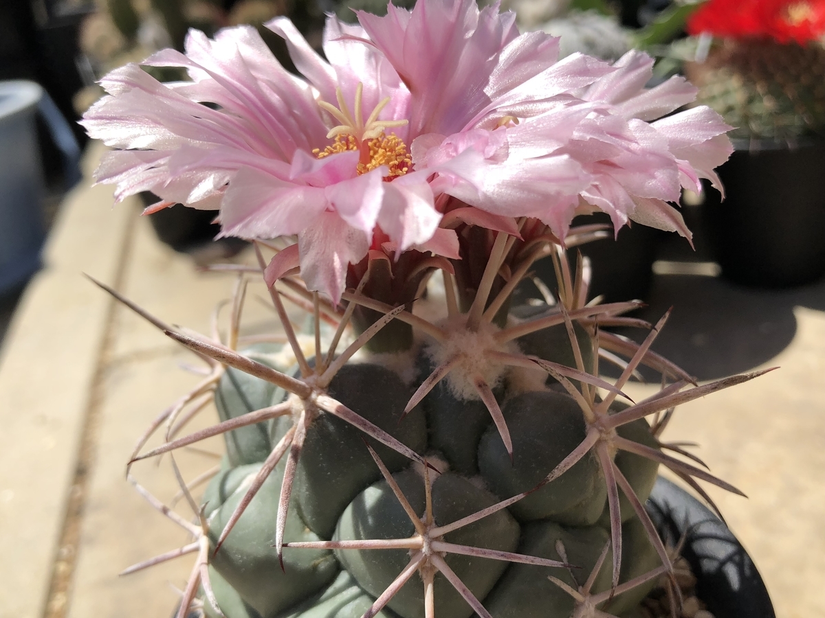 f:id:cactuspower:20200521141926j:plain