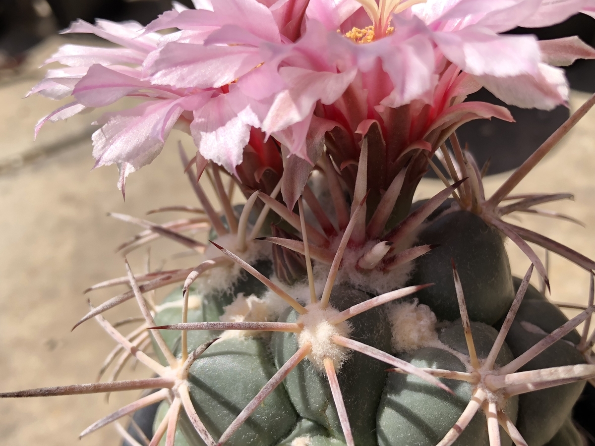 f:id:cactuspower:20200521142000j:plain